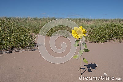 One Small Sunflowers Blooming in a Sand Dune #2 Stock Photo