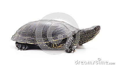 One small turtle. Stock Photo