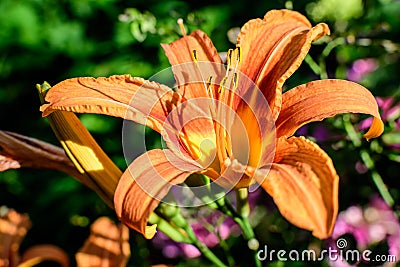 One small vivid orange flower of Lilium or Lily plant in a British cottage style garden in a sunny summer day, beautiful outdoor Stock Photo