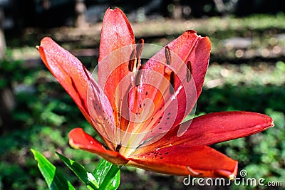 One small vivid red flower of Lilium or Lily plant in a British cottage style garden in a sunny summer day, beautiful outdoor Stock Photo