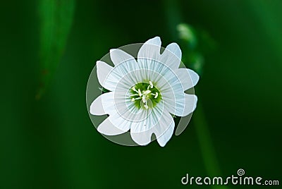 One small wild white flower Stock Photo