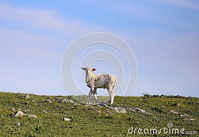 One small young white lamb grazes on green grass against the blue sky Stock Photo