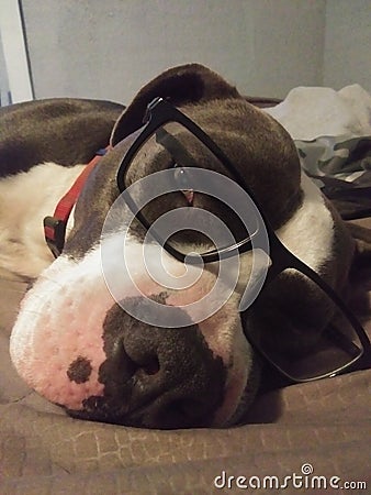 One Smart puppy Stock Photo
