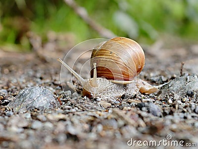 One snail on sandy ground Stock Photo