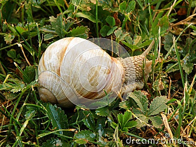 One Snail Walking Slowly on Green leaves and Grasses Stock Photo