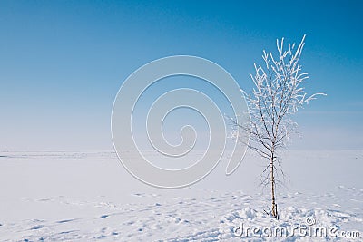 One snowy tree on the right and footprints on snow around the tree. Stock Photo