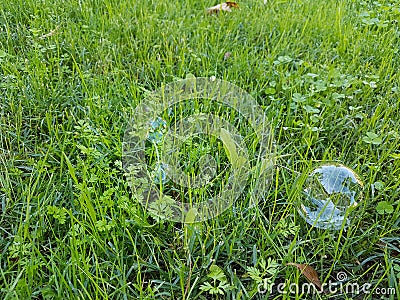 One soap bubble on green grass Stock Photo