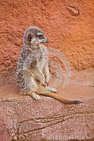 One standing alert mercats (Surikata) Stock Photo