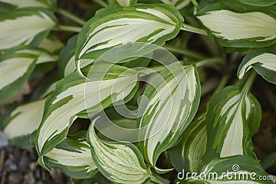 One-striped wavy plantain lily Stock Photo