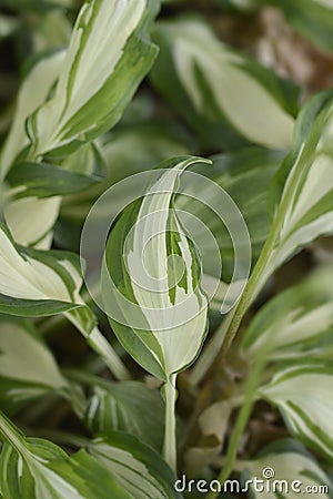 One-striped wavy plantain lily Stock Photo