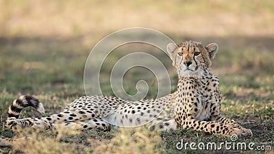 One sub adult Cheetah lying down alert, Ndutu, Serengeti, Tanzania Stock Photo