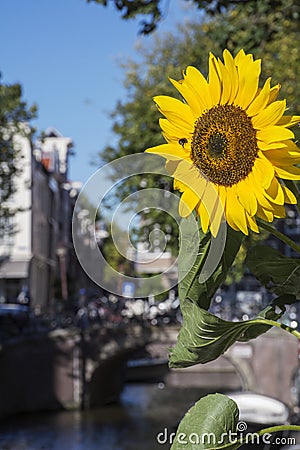 One sunflower with small bee and bridge Stock Photo