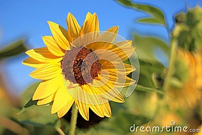 Sunflower - helianthus - with blurred background Stock Photo