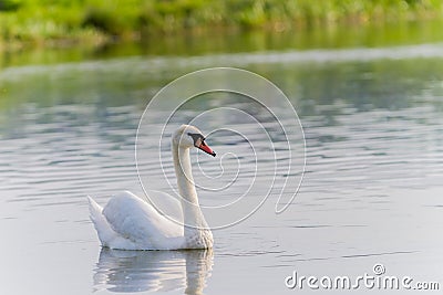 One swan swimming Stock Photo