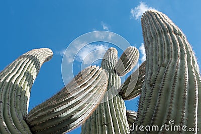 Tall Saguaro Cactus Stock Photo