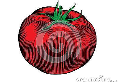 One tomato Vector Illustration