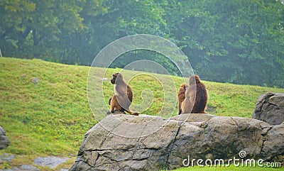 Three little monkeys sitting on the stone Editorial Stock Photo