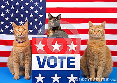 Patriotic election day cats at podium with vote sign Stock Photo