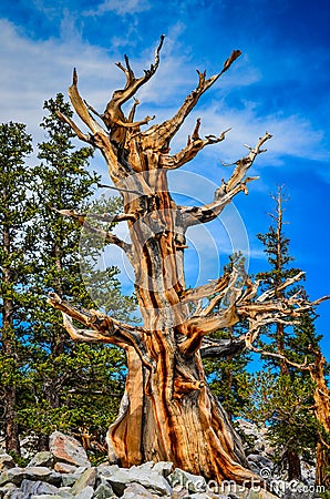 One Tree - Bristlecone Pine Grove Trail - Great Basin National P Stock Photo