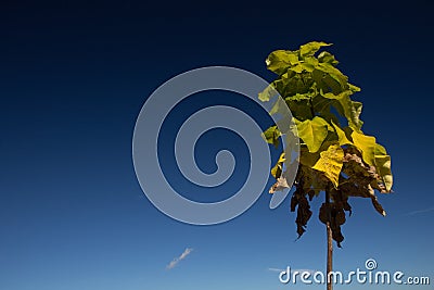 One tree in contrast with a blue sky during autumn Stock Photo