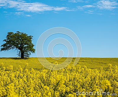 One tree in the middle of a rapeseed field, selective focus. Stock Photo