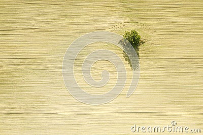 One tree on a plowed agricultural field on bright summer day. aerial top view Stock Photo