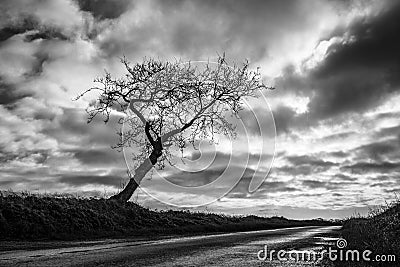 One Tree Road Stock Photo