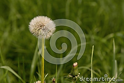 One tuft of white dandelion in green grass Stock Photo