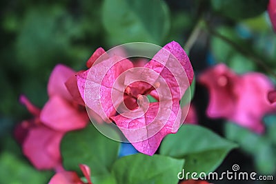 One type of local pink bougainvillea, which has the nickname paper flower Stock Photo