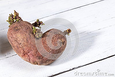 One ugly potato on white painted wooden table. Stock Photo