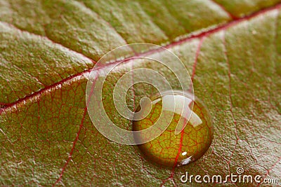 One waterdrop on a green leaf with red veins Stock Photo