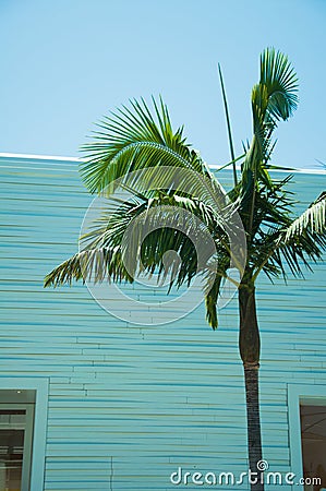 One way glass windows on the facade of a palm tree Stock Photo