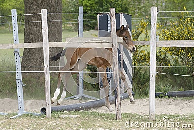 One week old mare foal is playing, she jumps over an obstacle, behind a fence, happy active brown foal Stock Photo