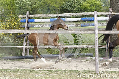 One week old mare foal is playing, she jumps over an obstacle, behind a fence, happy active brown foal Stock Photo