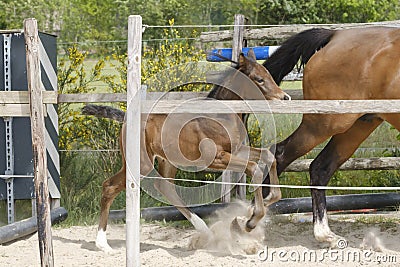 One week old mare foal is playing, she jumps over an obstacle, behind a fence, happy active brown foal Stock Photo