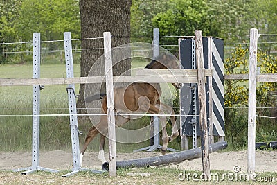 One week old mare foal is playing, she jumps over an obstacle, behind a fence, happy active brown foal Stock Photo