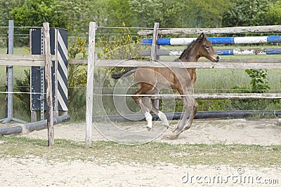 One week old mare foal is playing, she jumps over an obstacle, behind a fence, happy active brown foal Stock Photo