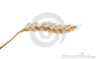 One wheat spikelet on the white Stock Photo