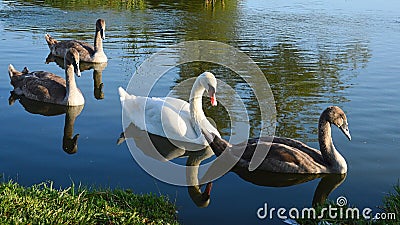 One white adult and three immature grey Mute Swans, latin name Cygnus Olor, swimming together near bank of large fish pond Stock Photo