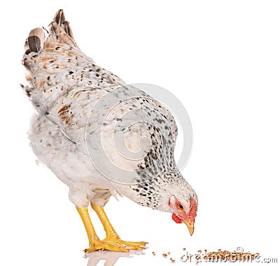 one white chicken pecking grains, isolated on white background, studio shoot Stock Photo
