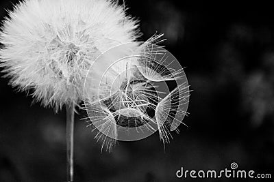 One White dandelion scatters, close-up on a dark background. Macro. Black and white, monochrome Stock Photo