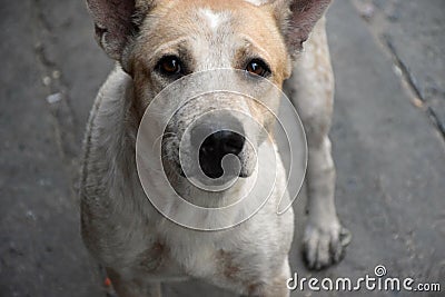 One white dog that is staring Stock Photo
