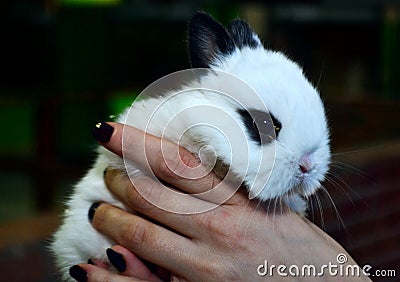 One white fluffy bunny with black ears Stock Photo
