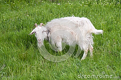 One white goat grazing on green grass in a field Stock Photo