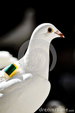One white homing pigeon Stock Photo