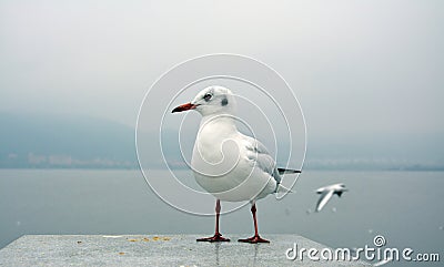 One white larus ridibundus look beyond Stock Photo