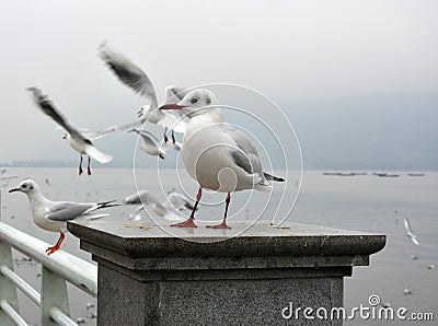 One white larus ridibundus seem scared Stock Photo