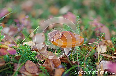 One white mushroom in the grass. Stock Photo