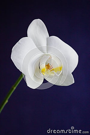 One white orchid flower on the dark blue background Stock Photo