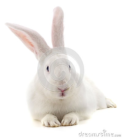 One white rabbit Stock Photo